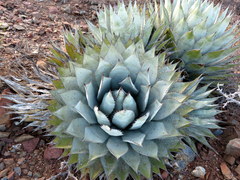 Agave sebastiana