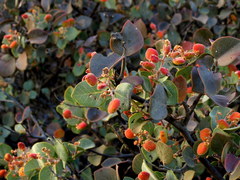 Rhus lentii