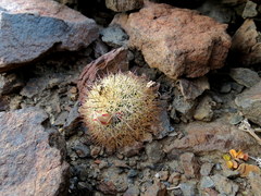 Mammillaria goodridgii goodridgei