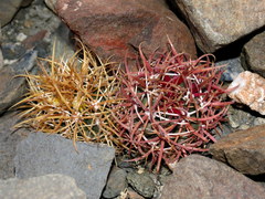 Ferocactus chrysacanthus