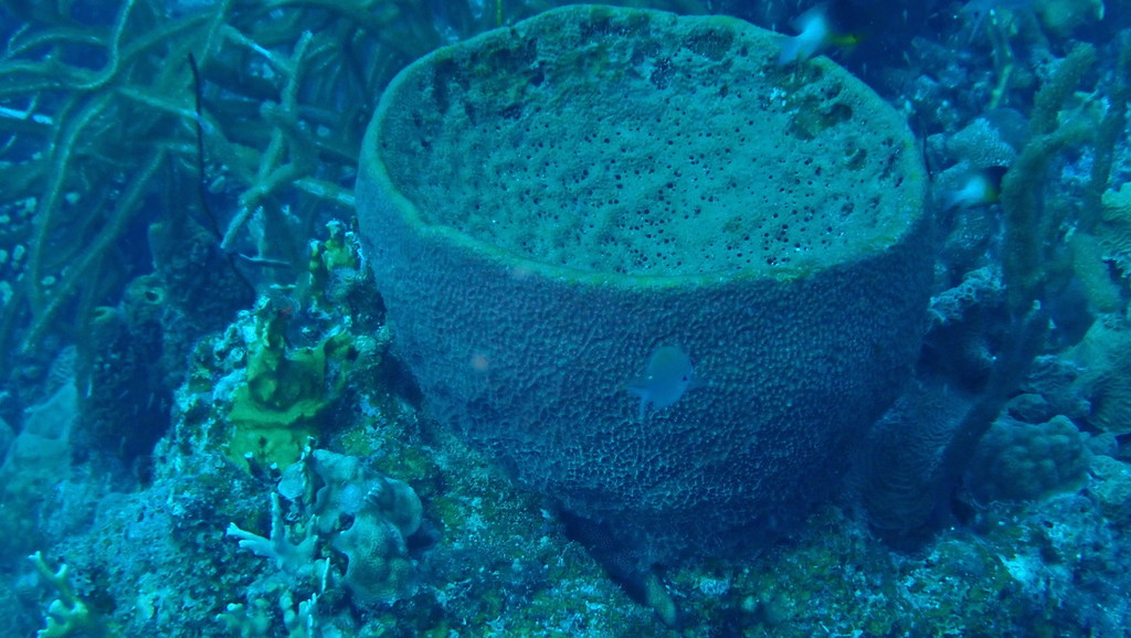 Vase Sponge