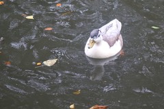 Anas platyrhynchos domesticus