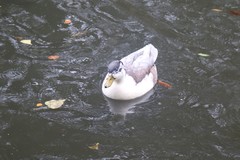 Anas platyrhynchos domesticus