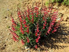 Penstemon cerrosensis