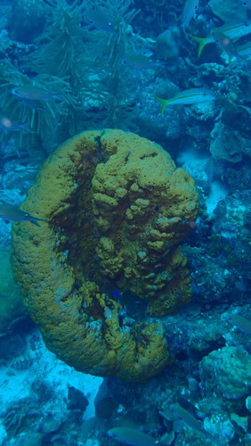 Agelas citrina