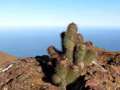 Mammillaria pondii pondii
