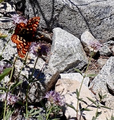 Euphydryas chalcedona sierra