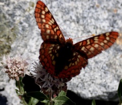 Euphydryas chalcedona sierra