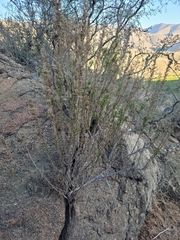 Baccharis paniculata
