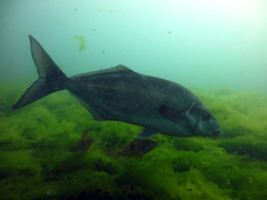 Latridopsis ciliaris