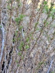 Baccharis paniculata