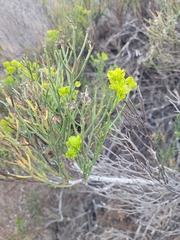 Azorelloideae