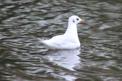 Chroicocephalus ridibundus