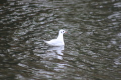 Chroicocephalus ridibundus