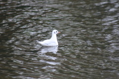 Chroicocephalus ridibundus