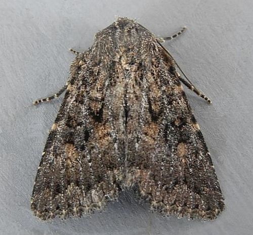 Aseptis fumeola photo 2