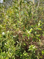 Lithraea brasiliensis