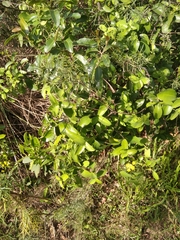 Daphnopsis racemosa