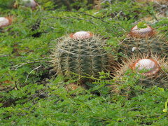 Melocactus