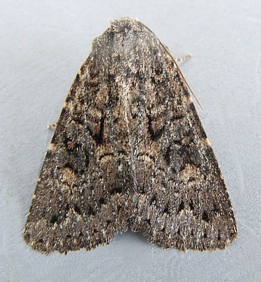 Aseptis fumeola