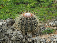 Melocactus