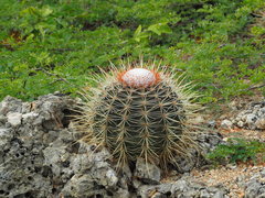 Melocactus