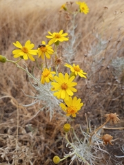 Senecio flaccidus flaccidus