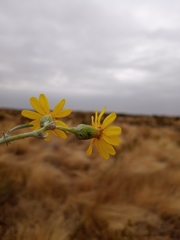 Senecio flaccidus flaccidus