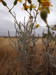 Senecio flaccidus flaccidus