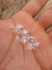 Senecio flaccidus flaccidus