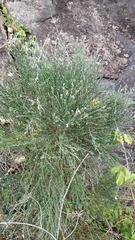Genista tenera