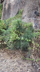 Genista tenera