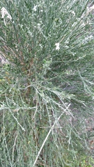 Genista tenera