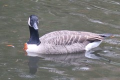 Branta canadensis