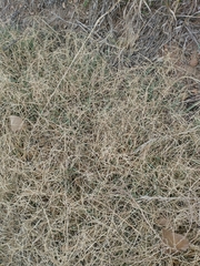 Cynodon dactylon dactylon