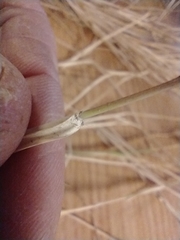 Cynodon dactylon dactylon