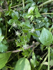 Clematis formosana