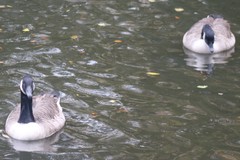 Branta canadensis