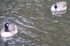 Branta canadensis