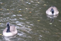 Branta canadensis