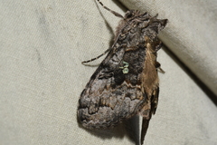 Syngrapha viridisigma