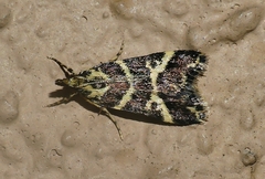 Scoparia spelaea