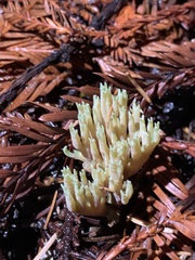 Ramaria apiculata