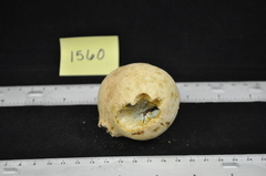 Andricus quercuscalifornicus