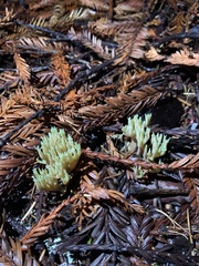 Ramaria apiculata
