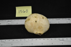 Andricus quercuscalifornicus