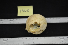 Andricus quercuscalifornicus