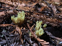 Ramaria apiculata