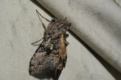 Syngrapha viridisigma