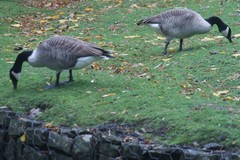 Branta canadensis